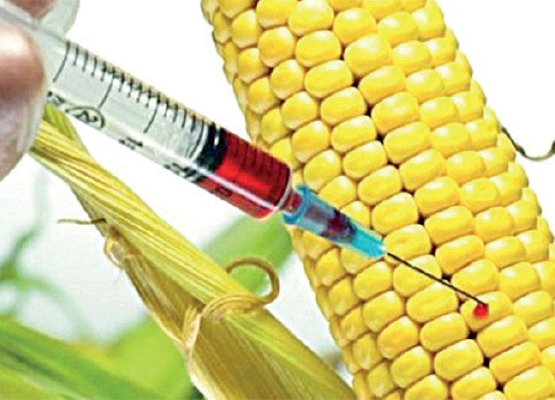 GDO’lu Ürünleri Anlamanın Güvenilir Yolları [2026 Rehberi] - Kapak Görseli