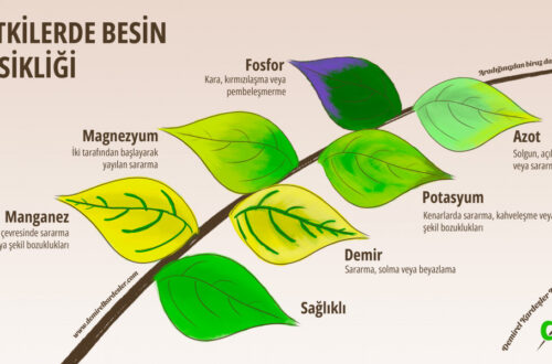 Bitkilerde En Sık Görülen Zararlılar: Uzman İpuçları [2026] - Kapak Görseli