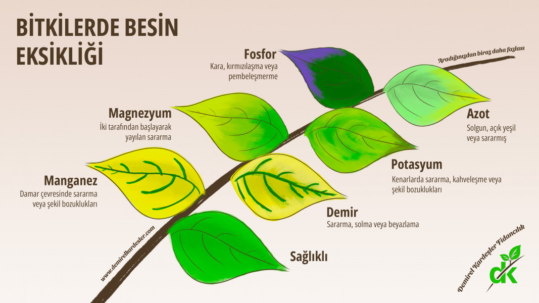 Bitkilerde En Sık Görülen Zararlılar: Uzman İpuçları [2026] - Kapak Görseli