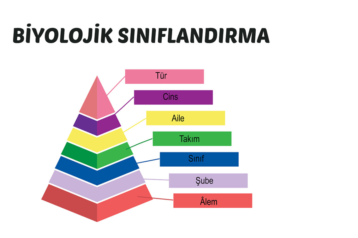 Biyolojik Sınıflandırmanın Temel Dayanakları [Uzman Rehber] - Kapak Görseli